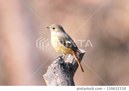 一隻雌性達斡爾紅尾鴝棲息在一棵枯樹的頂端 一隻雌性達斡爾紅尾鴝棲息在一棵枯樹的頂端 130632538