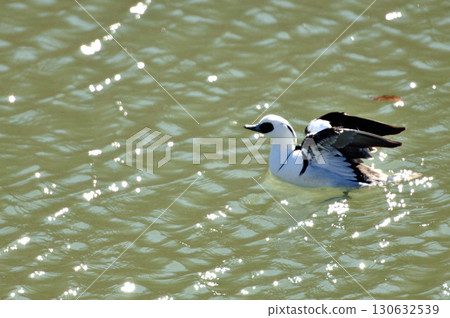 一隻雄性白秋沙鴨在河面上拍打翅膀 130632539