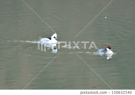 一隻雄性白秋沙鴨在河面上悠閒地跟在一隻雌性白秋沙鴨身後遊動。 130632540