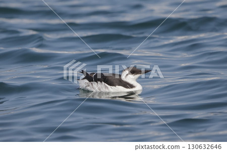 Winter plumage of a murre drifting on the sea 130632646