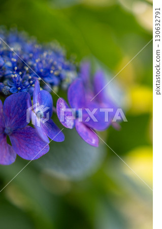 Blue hydrangea Blue hydrangea 130632791
