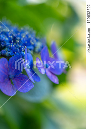 Blue hydrangea Blue hydrangea 130632792
