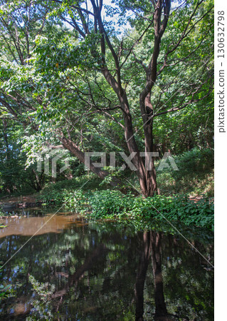 Akagi Nature Park, Dragonfly Pond, Shibukawa City, Gunma Prefecture 130632798
