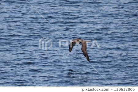 Black-footed Albatross flying over the sea Black-footed Albatross flying over the sea 130632806