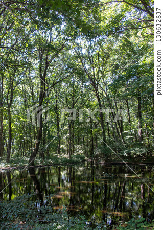 Akagi Nature Park, Water Sparrow Pond, Shibukawa City, Gunma Prefecture 130632837