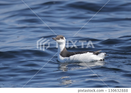 漂流在海上的海鳩的冬季羽毛 漂流在海上的海鳩的冬季羽毛 130632888