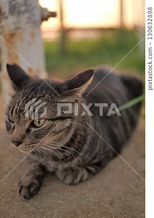 Tabby cat playing in the square 130632898
