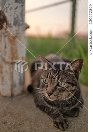 Tabby cat playing in the square 130632899