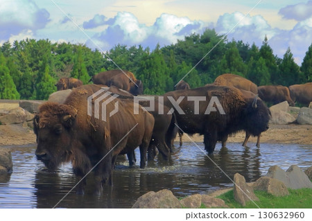 American Bison (African Safari) 130632960