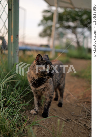 Rusty cat playing in the square Rusty cat playing in the square 130632980