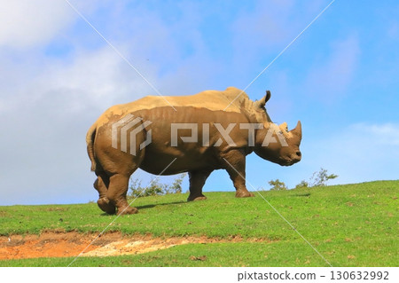 White Rhino (African Safari) White Rhino (African Safari) 130632992
