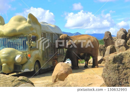 Asian Elephants and Safari Bus (African Safari) 130632993