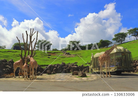 Reticulated giraffe and deer (African safari) 130633006