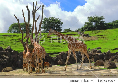 網紋長頸鹿和鹿（非洲狩獵之旅） 130633007