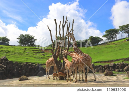 網紋長頸鹿和鹿（非洲狩獵之旅） 130633008