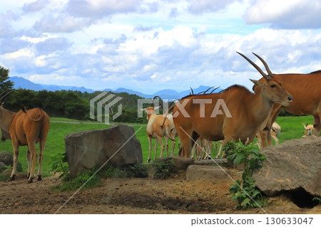 Eland & Scimitar Oryx (African Safari) Eland & Scimitar Oryx (African Safari) 130633047