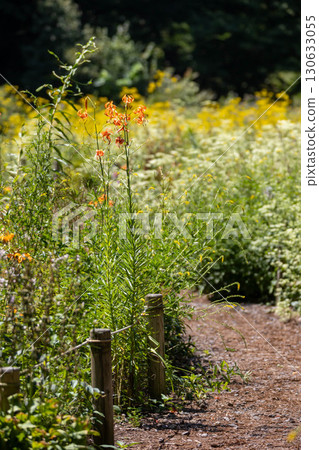 群馬縣澀川市赤城自然公園花田長廊 130633055