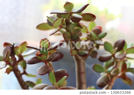 Succulent plants, money tree, golden grass, Kagetsu Succulent plants, money tree, golden grass, Kagetsu 130633266