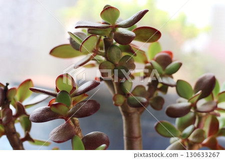 Succulent plants, money tree, golden grass, Kagetsu Succulent plants, money tree, golden grass, Kagetsu 130633267