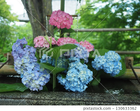 Hydrangeas bloom at Yoshimineji Temple 130633362