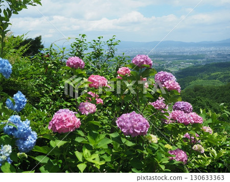Hydrangeas bloom at Yoshimineji Temple 130633363