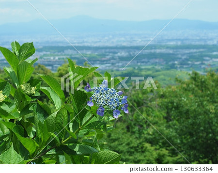 Hydrangeas bloom at Yoshimineji Temple 130633364