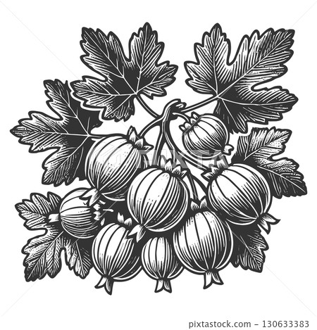 Gooseberry Cluster engraving vector illustration 130633383