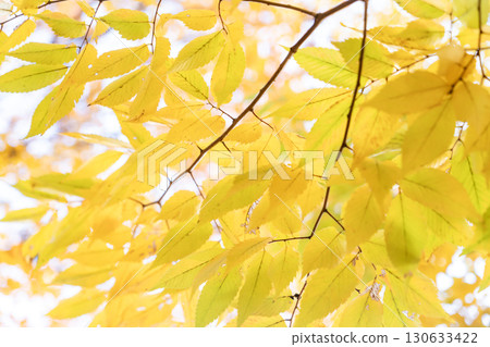 Refreshing yellow leaves of Zelkova trees 130633422