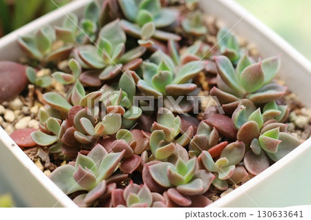 透過葉插繁殖的多肉植物 130633641