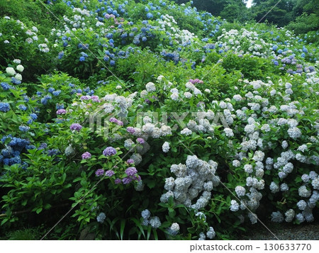 繡球花盛開的花觀音寺 130633770