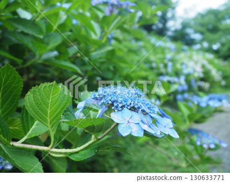 繡球花盛開的花觀音寺 繡球花盛開的花觀音寺 130633771