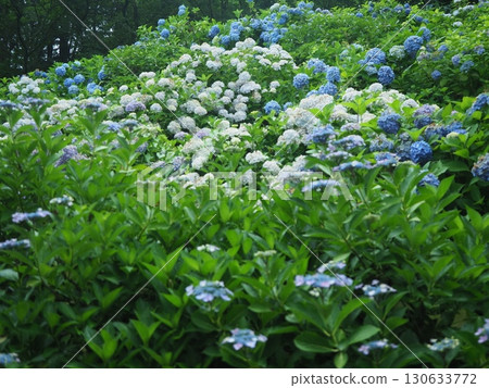 繡球花盛開的花觀音寺 繡球花盛開的花觀音寺 130633772