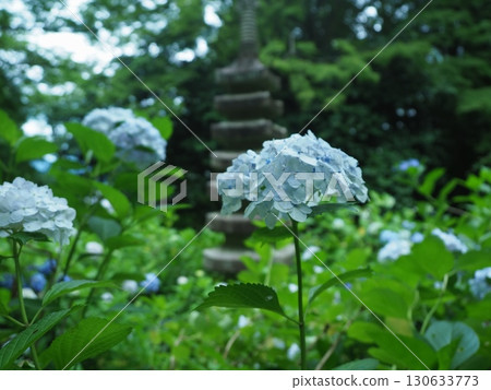 繡球花盛開的花觀音寺 繡球花盛開的花觀音寺 130633773