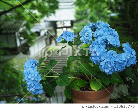 Hanakannonji Temple where hydrangeas bloom 130633776