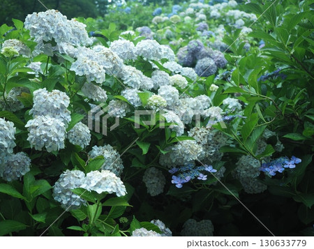 繡球花盛開的花觀音寺 繡球花盛開的花觀音寺 130633779