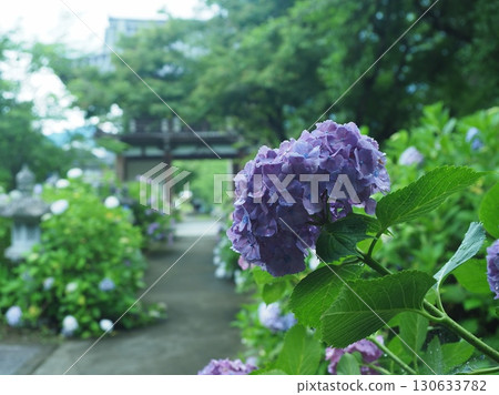 繡球花盛開的花觀音寺 130633782