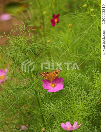 A butterfly sucking nectar from a cosmos flower 130633819