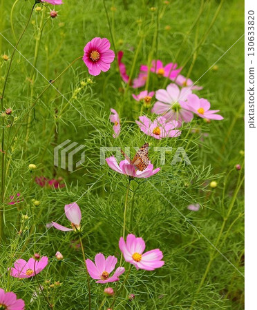 Pink cosmos and butterflies blooming in an autumn field 130633820