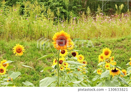 Sunflower fields on Mount Dokko 130633821
