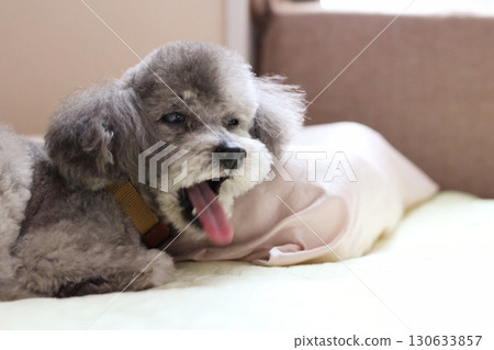A senior toy poodle yawns loudly indoors. A senior toy poodle yawns loudly indoors. 130633857