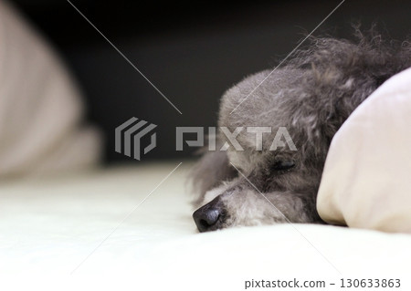 一隻玩具貴賓犬躺在室內床單上的表情 一隻玩具貴賓犬躺在室內床單上的表情 130633863