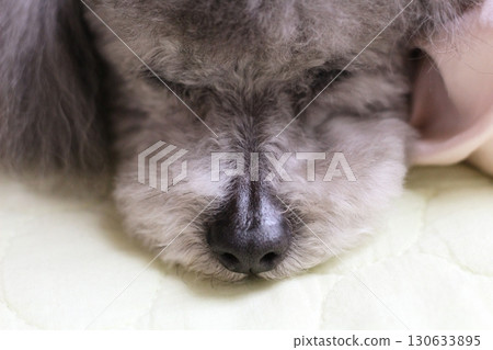 The expression of a toy poodle lying on a sheet indoors The expression of a toy poodle lying on a sheet indoors 130633895