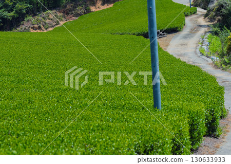 Lush tea fields and cherry blossoms photographed in Ujitawara Town, Tsuzuki District, Kyoto Prefecture 130633933