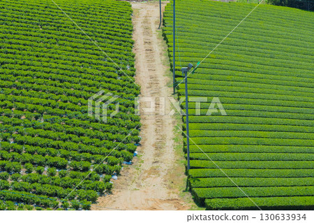 Lush tea fields and cherry blossoms photographed in Ujitawara Town, Tsuzuki District, Kyoto Prefecture 130633934