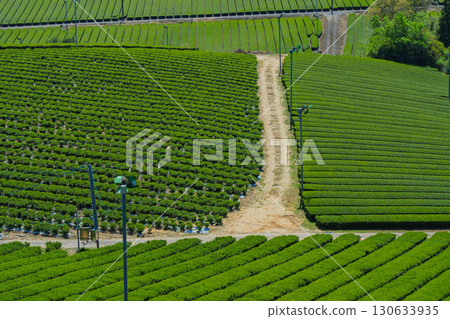 Lush tea fields and cherry blossoms photographed in Ujitawara Town, Tsuzuki District, Kyoto Prefecture 130633935