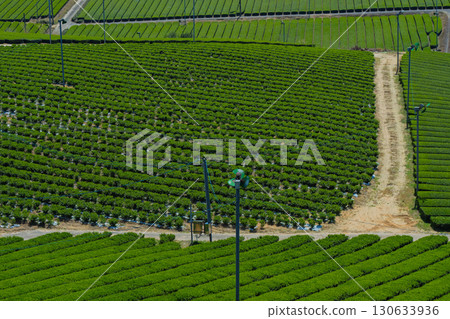 Lush tea fields and cherry blossoms photographed in Ujitawara Town, Tsuzuki District, Kyoto Prefecture 130633936