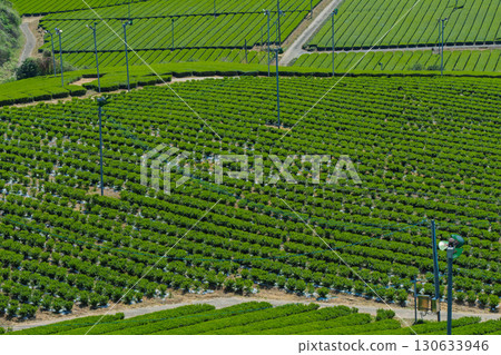 Lush tea fields and cherry blossoms photographed in Ujitawara Town, Tsuzuki District, Kyoto Prefecture Lush tea fields and cherry blossoms photographed in Ujitawara Town, Tsuzuki District, Kyoto Prefecture 130633946