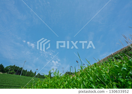 Lush tea fields and cherry blossoms photographed in Ujitawara Town, Tsuzuki District, Kyoto Prefecture Lush tea fields and cherry blossoms photographed in Ujitawara Town, Tsuzuki District, Kyoto Prefecture 130633952