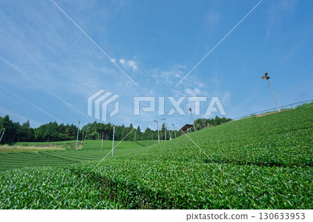 京都府都築郡宇治田原町拍攝的鬱鬱蔥蔥的茶田和櫻花 京都府都築郡宇治田原町拍攝的鬱鬱蔥蔥的茶田和櫻花 130633953