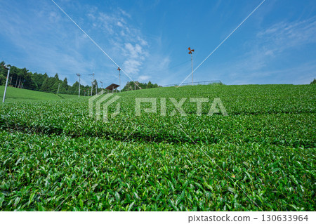京都府都築郡宇治田原町拍攝的鬱鬱蔥蔥的茶田和櫻花 130633964